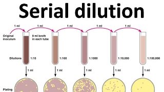 the serial dilution